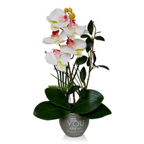 Орхидея в горшке бело-розовая