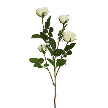 Ветка розы белой