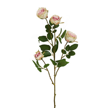 Ветка розы розовой