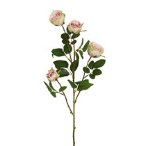 Ветка розы розовой