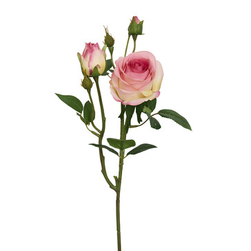 Роза темно-розовая