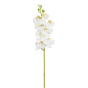 Орхидея белая