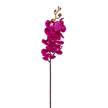 Орхидея фуксия