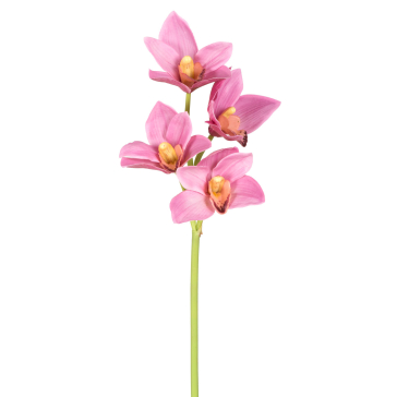 Ветка орхидеи (4 бутона)