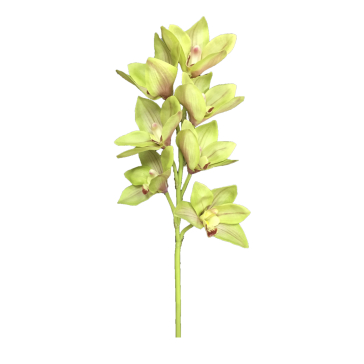 Ветка орхидеи (7 бутонов)