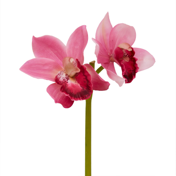 Ветка орхидеи розовой