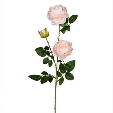 Ветка пионовидной розы персиковой