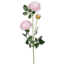 Ветка пионовидной розы светло-розовой