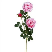 Ветка пионовидной розы темно-розовой